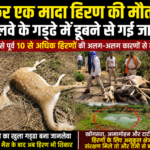 फिर एक मादा हिरण की मौत? रेलवे द्वारा खोदे गए गड्ढे में डूबने से गई जान, वन्यजीवों के संरक्षण पर सवाल??