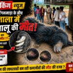 खोंगसरा-टेंगनमाड़ा के बीच सुखनाला में भालू की मौत, वन्यजीव संरक्षण पर उठे गंभीर सवाल